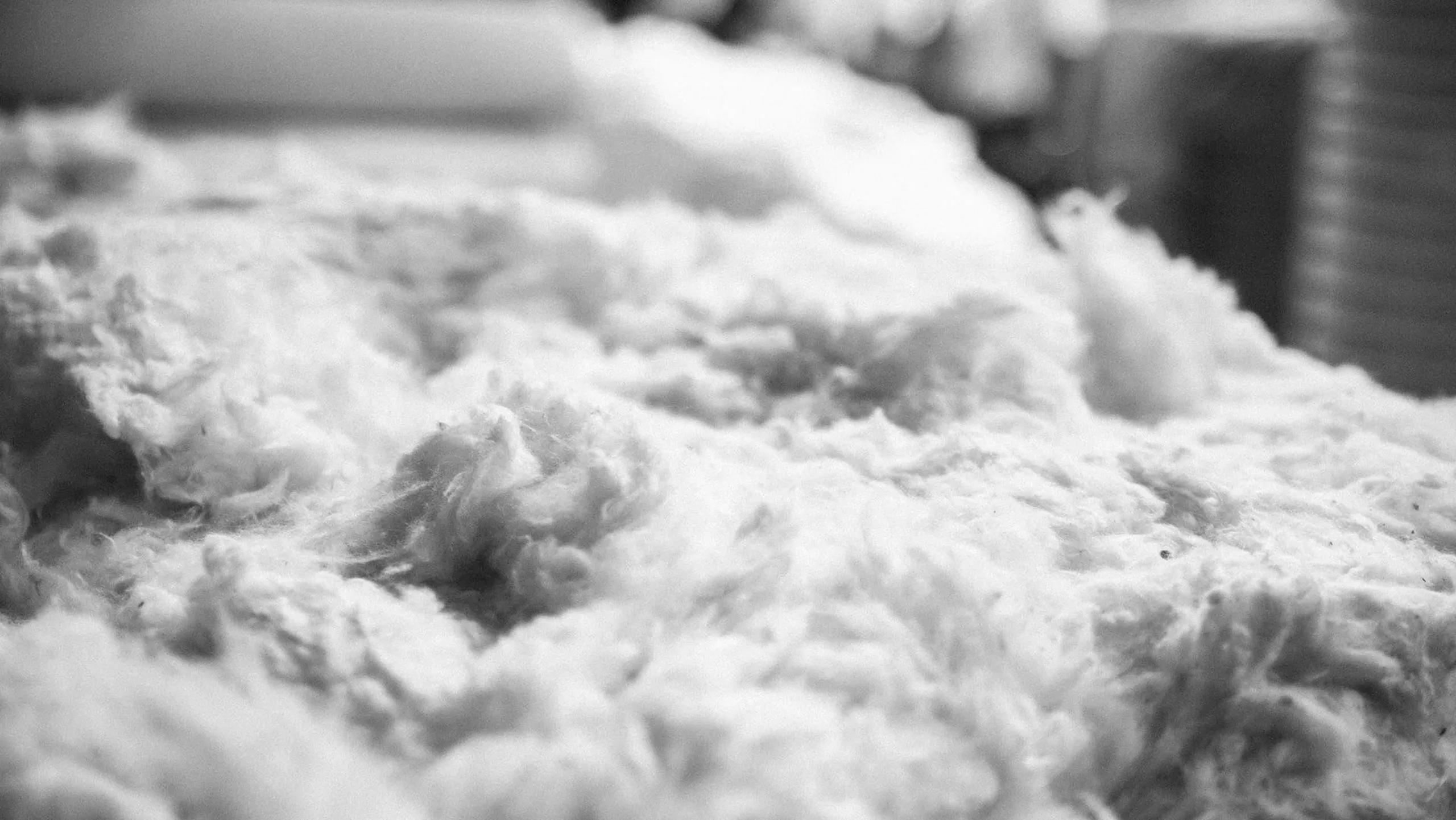 Cotton
