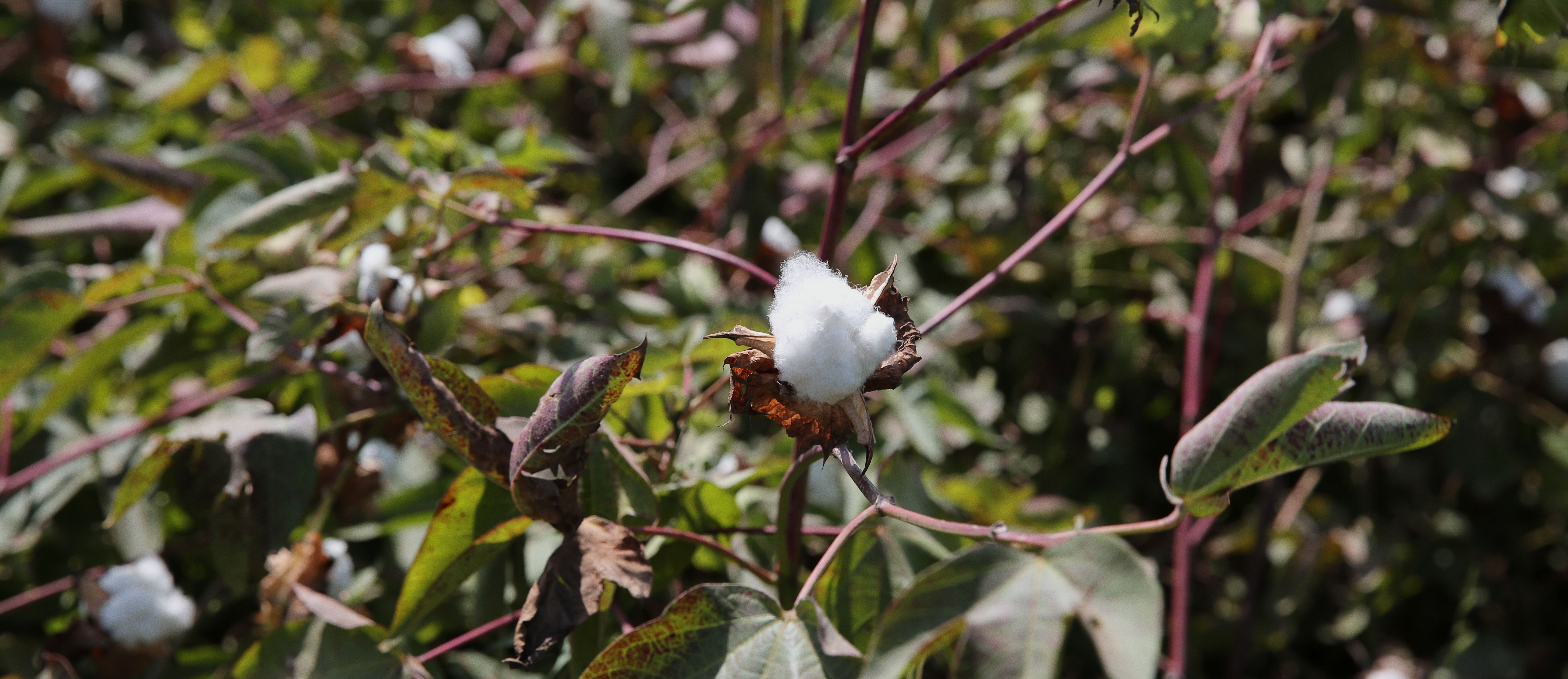 Organic Cotton Transition