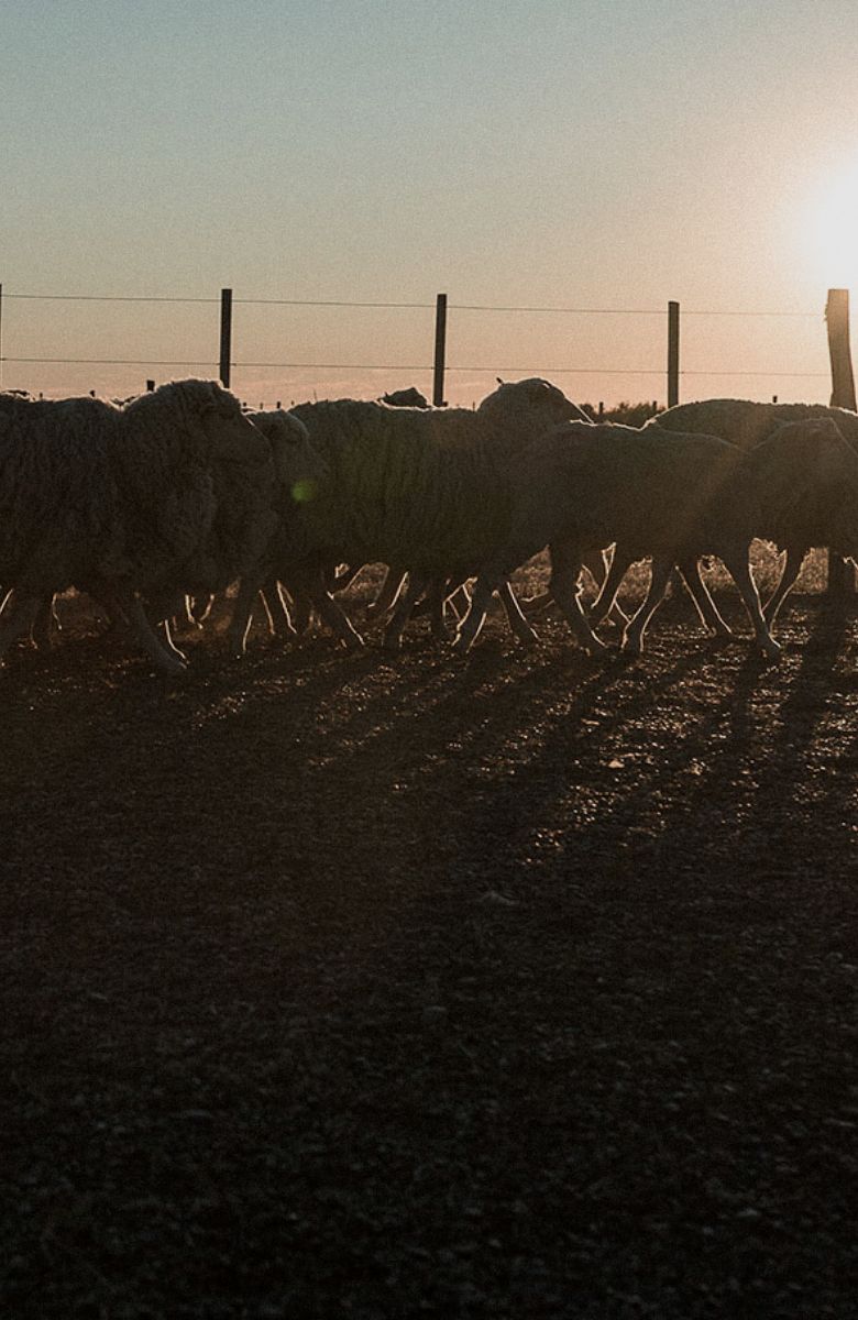 Traceable Merino Wool | From Argentinian Sheep To Sweater