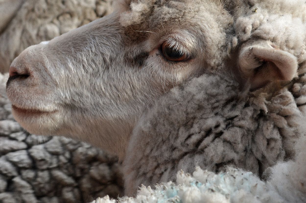 From Argentinian Sheep to Your Door