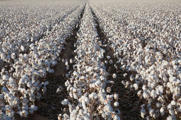 Black Denim Cotton Farms